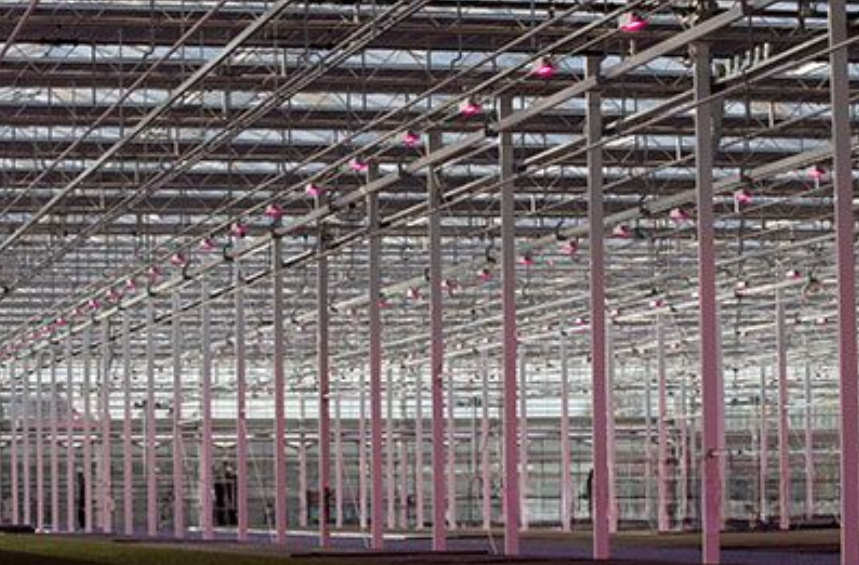 Horticulture Lighting