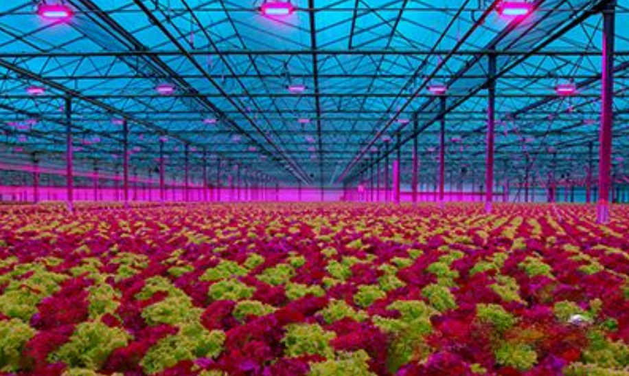 Horticulture Lighting